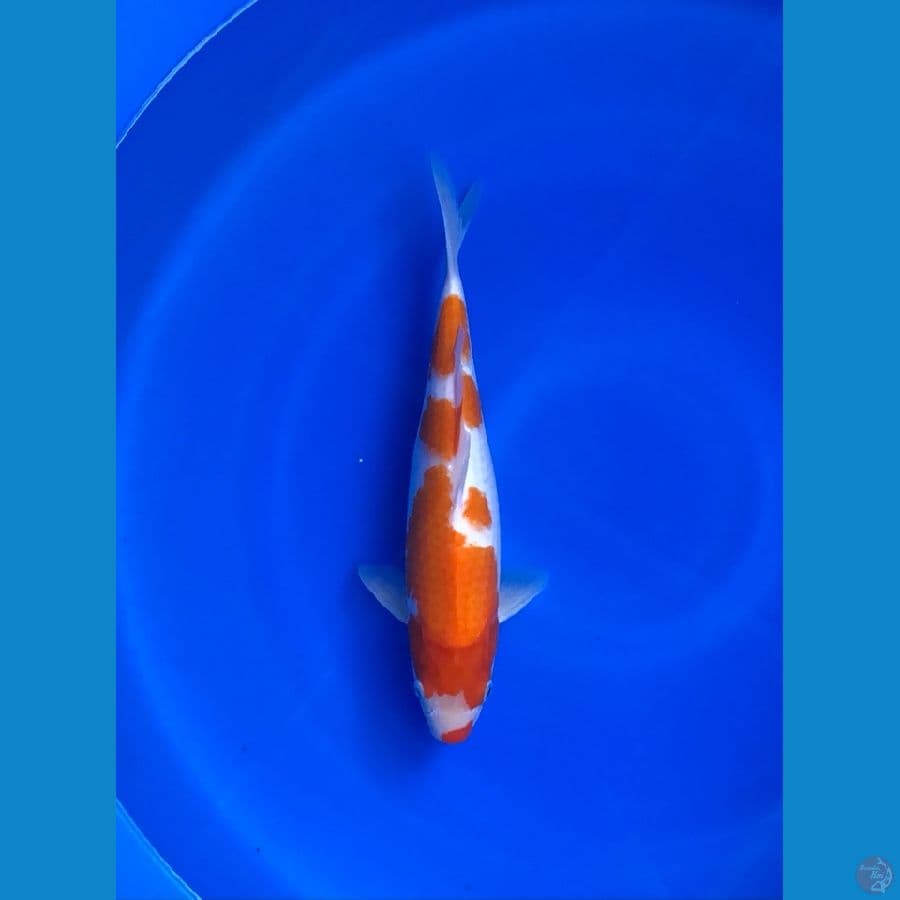 kohaku 33cm