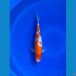 kohaku 33cm