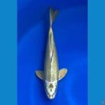 mukasi 32cm