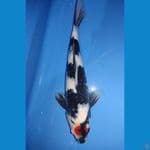 TANCHO SHOWA JUARA 2 HITAM PEKAT