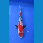 showa ginrin±25cm 