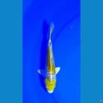 20cm, aragoke hariwake