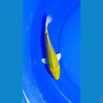 23cm, yamabuki ogon kuning bersih no bocor2
