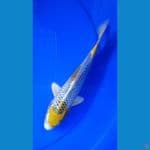 Fk8-25cm, hikari kirin kujaku