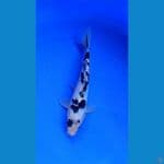 22cm, bekko antik super rare
