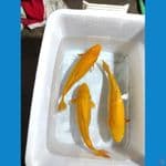 karasi caramel gemoy"???????? 40-43-44 cm