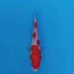 Kohaku ..!!