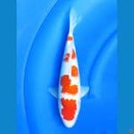 Jumbo Tosai Kohaku