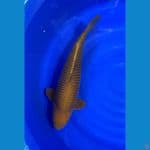 cagoi ring rapi 57cm male