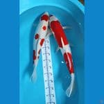 Kohaku 60bu - 65 cm strong