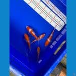 paket kohaku doit ori 13-16cm 
