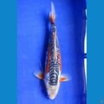 SHUSUI MALE 25CM