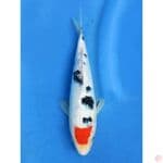 Tancho Sanke tidak bocor merah - 23cm