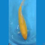 karasi mengo MM 47cm 
