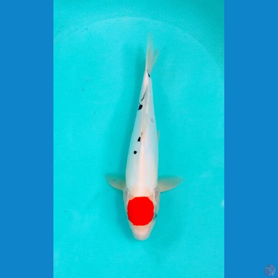 tategoi tancho showa doitsu ±37cm