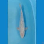 soragoi ginrin 37cm male