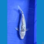 SHUSUI 25 CM