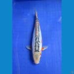 SHUSUI 26 CM