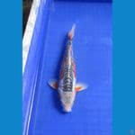 SHUSUI 25 CM