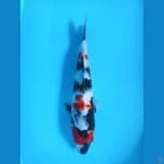 Maruten showa 32cm female 