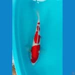 kohaku merah stronge 50bu 