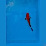 red aka bekko 15cm 