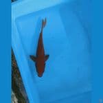tembaga pejinak kolam 20cm 