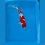 red kohaku 25cm 