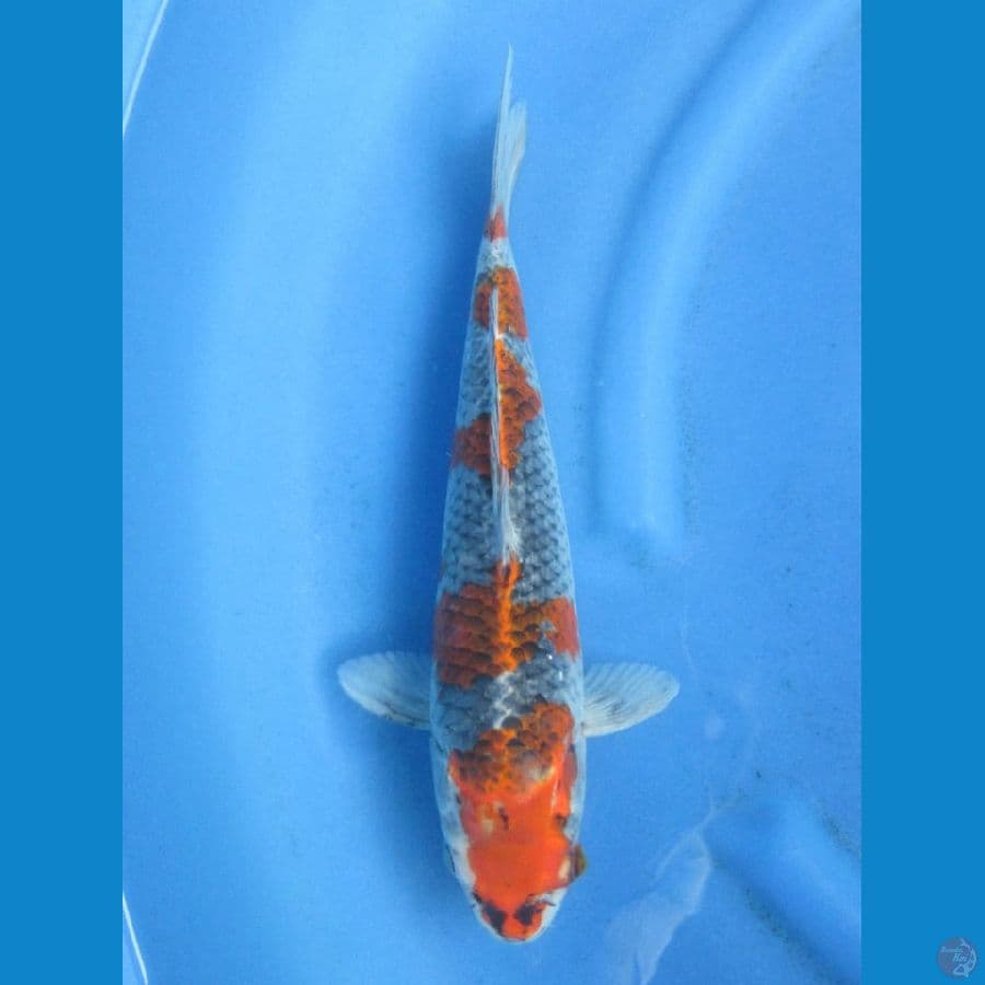 ghosiki