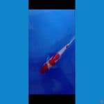 kohaku bersih 24 cm jantan