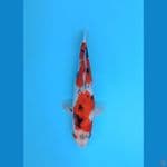 SHOWA KEEPING 32CM