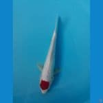 Tc kohaku aragoke