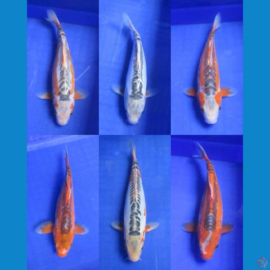 PAKET SHUSUI 6 EKOR