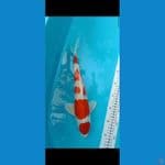 KOHAKU HIKARI 36CM UP JANTAN
