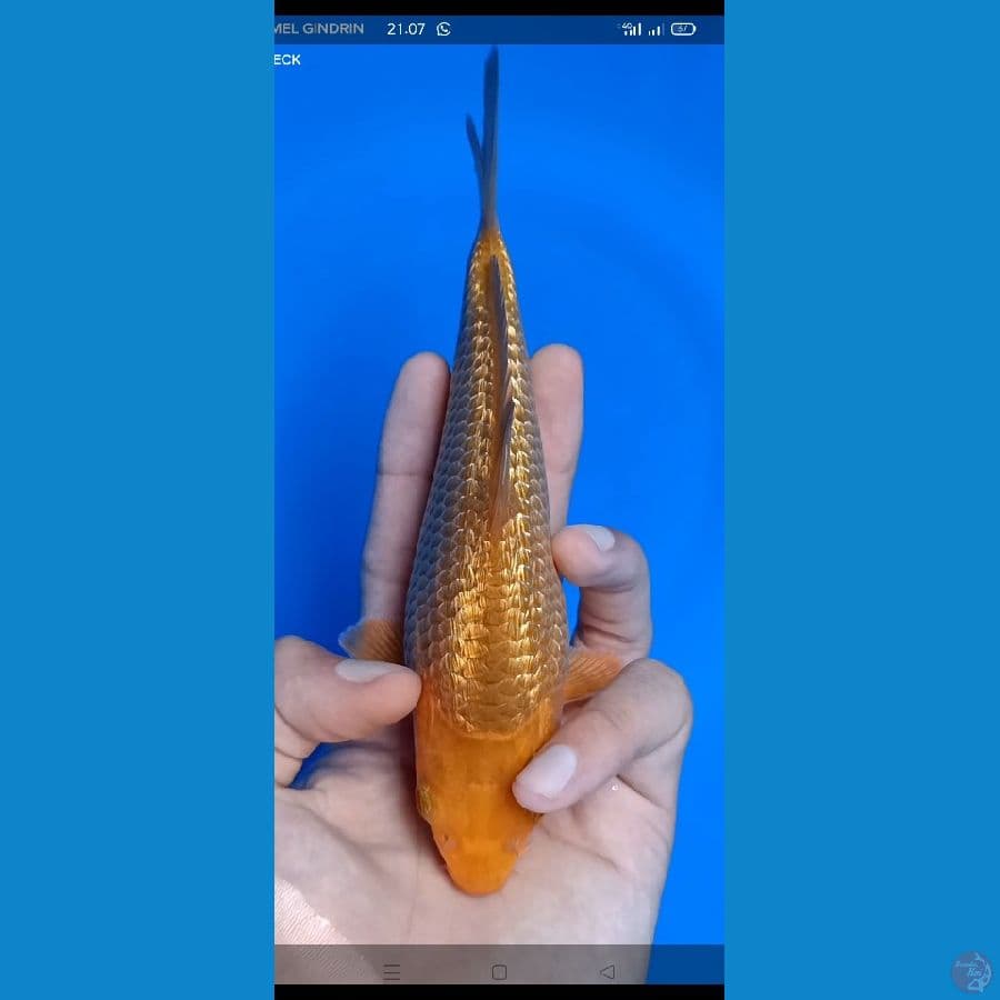 CARAMEL SQ