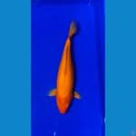 redkarasi 37cm 