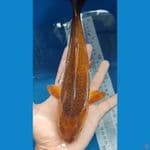 caramel