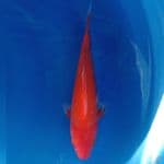 RED KARASHI