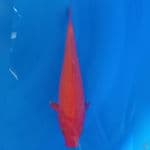 RED KARASHI