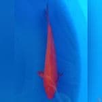 RED KARASHI MATA MERAH