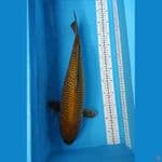 cagoi ring super 50 cm male