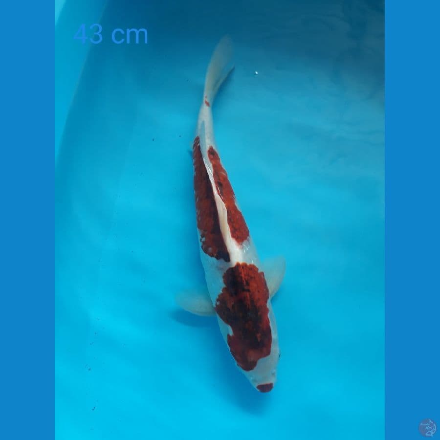 goromo