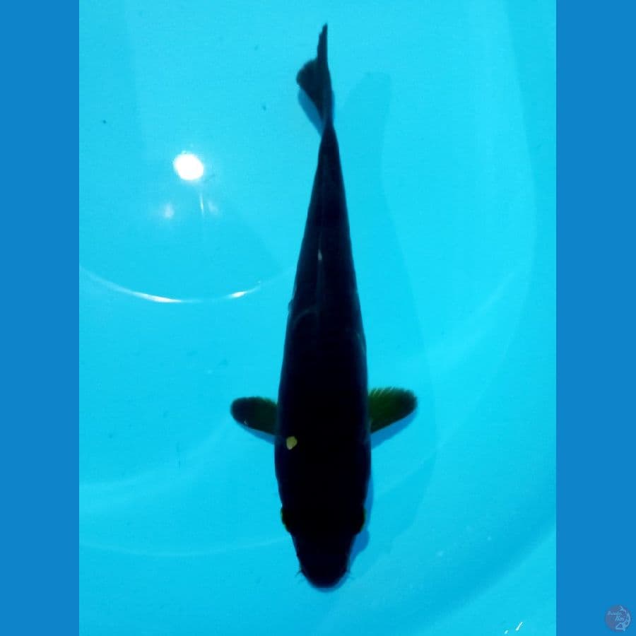 karashu 25cm
