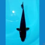 karashu 25cm 