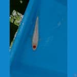 tancho kohaku full gingrin ori ready show size 15bu 