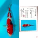 marusai Showa 23cm 