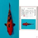 Aka bekko Marusai 15cm 