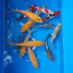 MIX KOI TOSAI LOKAL