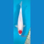 tc kohaku