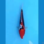 BENIKUMONRYU MERAH 27+CM